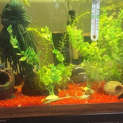 30 Gallon Aquarium Fully Set Up