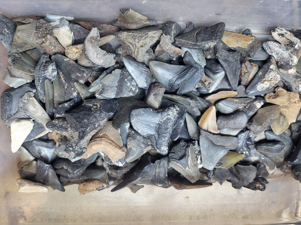 Megalodon Tooth Teeth Smal Partial Real