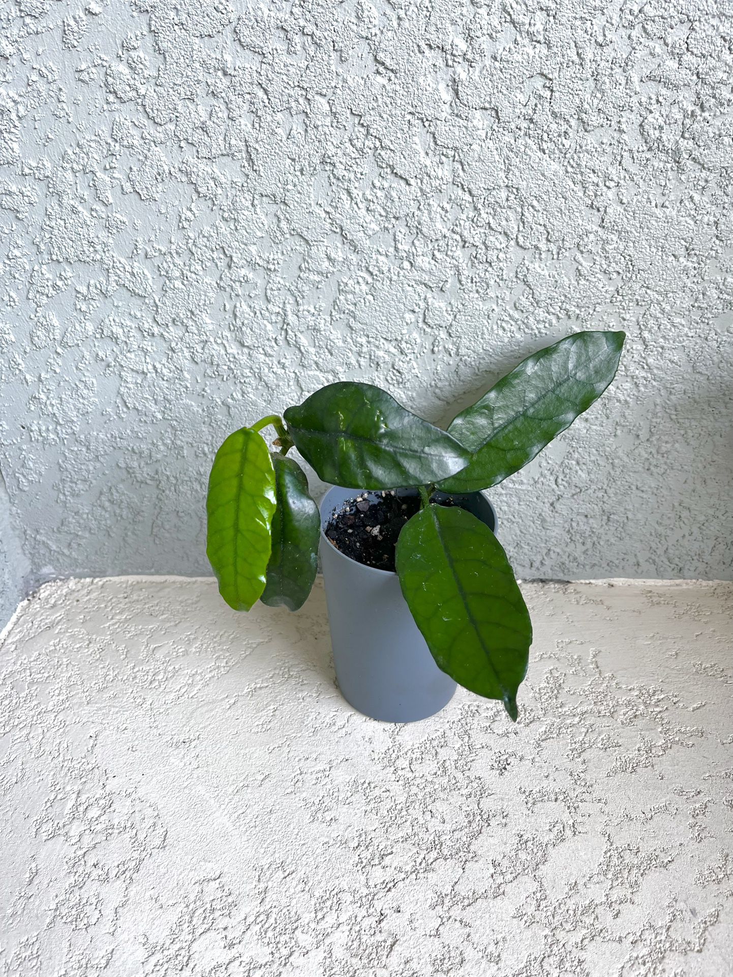 Hoya  Globulosa Plant 