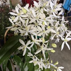 Clematis ‘Snowdrift’ – Large 5 Gallon Pot – Evergreen Beauty!