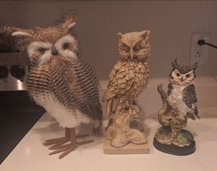Owls