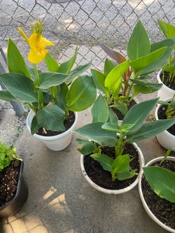 Canna Lily yellow, and red $8 each