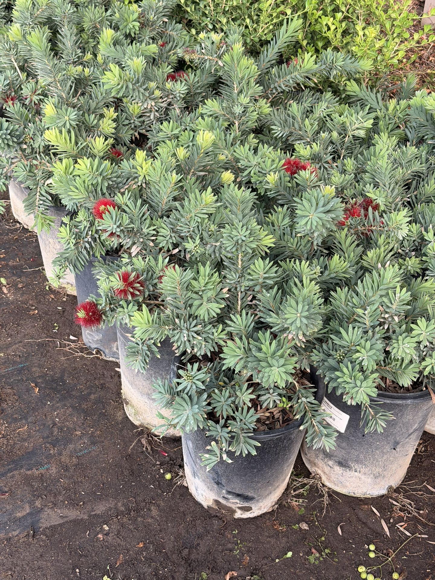 Little John 5 Gal Bush