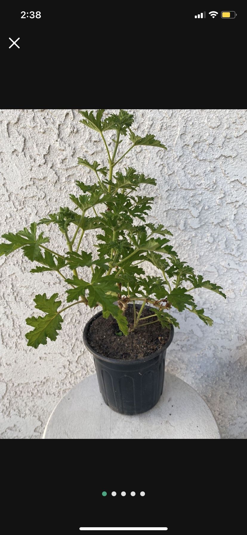1 Gallon Pot Mosquito Repellent Citronella Plant - Beautiful Purple Flowers 🌸 - Drought Resistant - Fresh Smell - Rooted & Established