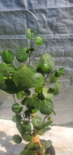 #47 Geranium aralia 34" Tall,  Indoor and outdoor plant