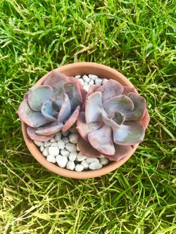 Succulent arrangement