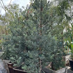 Podocarpus elongatus ‘Monmal’ (Blue Ice Yellowwood) iced Blue Podocarpus tree