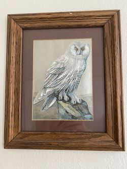 Owl picture