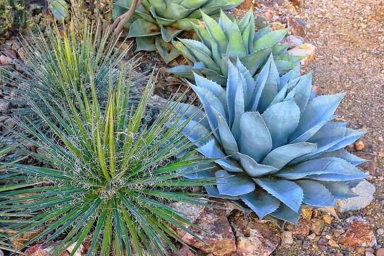 Landscaping Plants