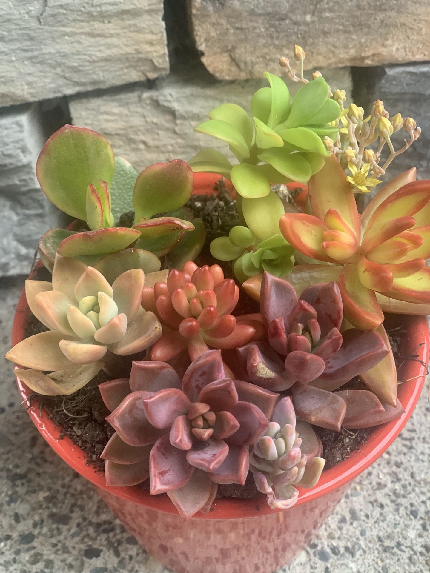 Indoor succulent arrangement in orange ceramic pot