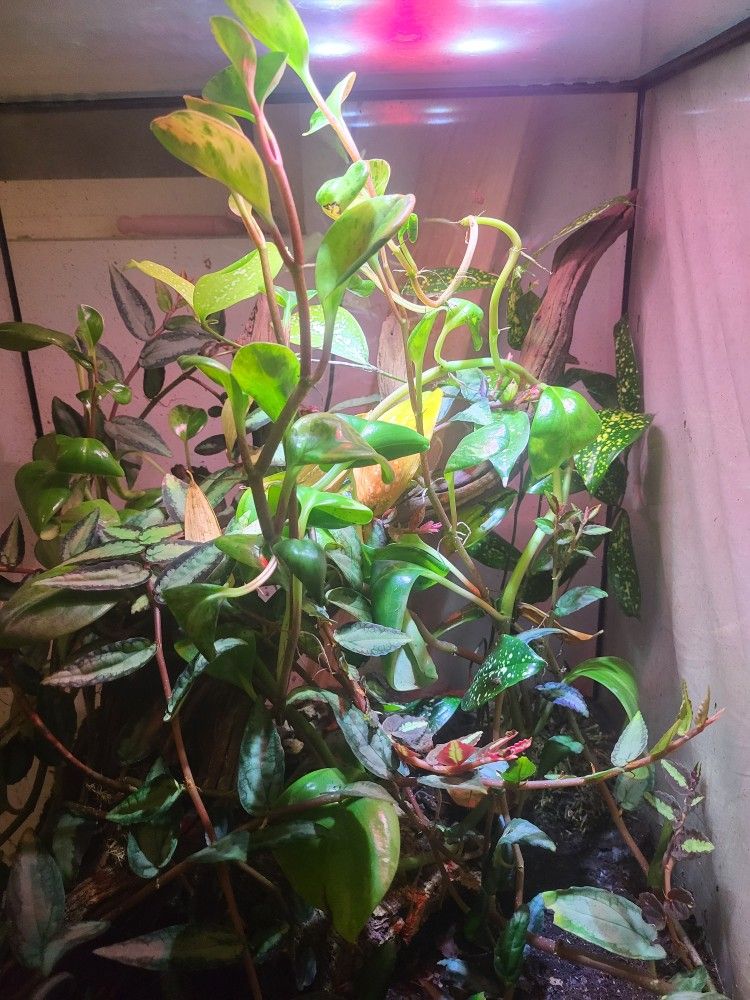 Terrium Glass W Light Reptile Amphibian Cage