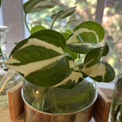 N’joy Pothos Cuttings 