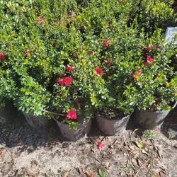 AZALEAS 