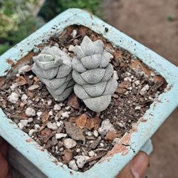 Succulent 