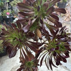 Aeunium Soculenta Perenne