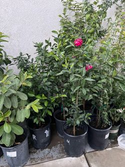 Plantas de naranjo sin semilla