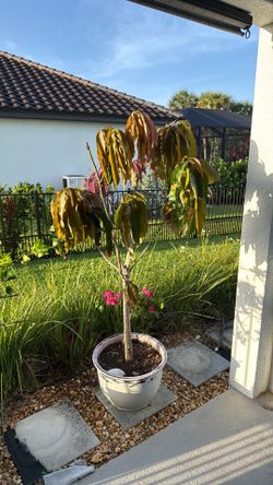 Mango Tree