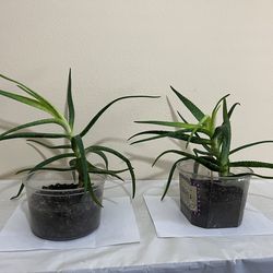 2 Live Aloe Vera Plants 🌿 Healing ❤️‍🩹 Purify Air
