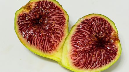 5-Gallon Green-Skin Red-Flesh Fig Tree – Healthy Potted Plant