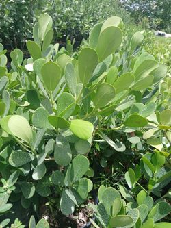 Clusia Hedges 3ft 🌼$13.00