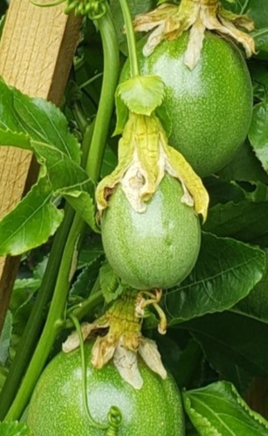 Passion Fruit Tree