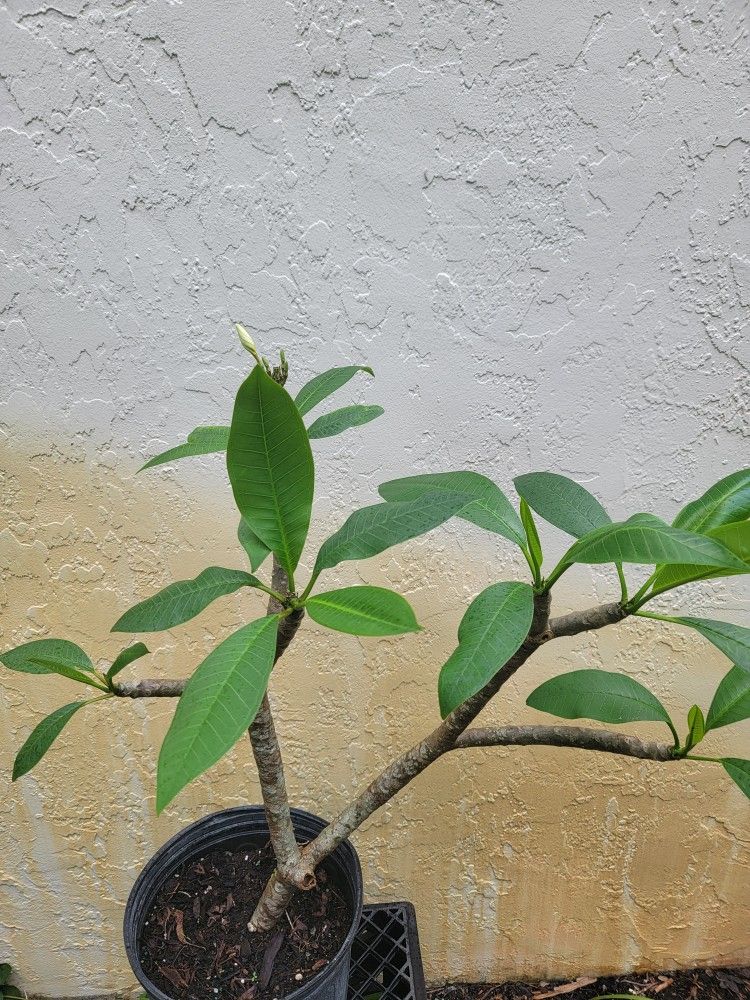 Plumeria Plant