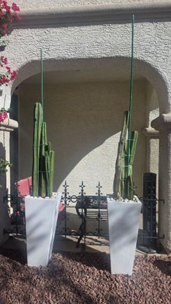 Cactus.Firm on price.