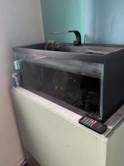 20 gal long