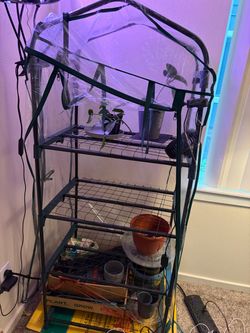 Indoor Greenhouse! Plants & Pots Included!