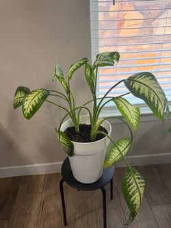 Dieffenbachia Plant