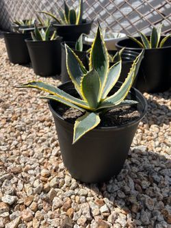 Agave Succulents