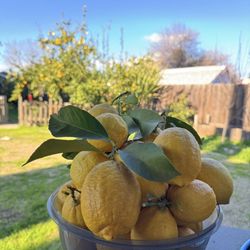 Fresh Lemons 