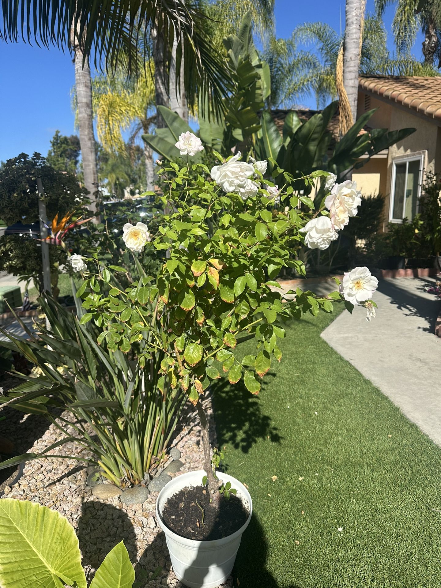 White Rose