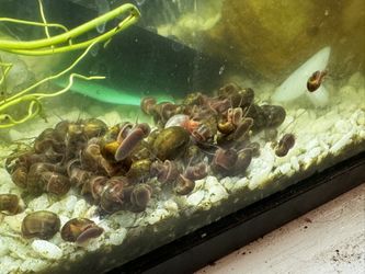 Snails for Sale – Just 25¢ Each or 5 for $1!