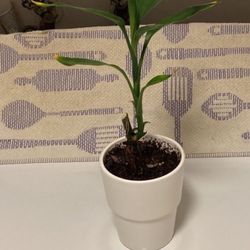 Green, Healthy, Growing Indoor Palm Houseplant In Glazed Ceramic Pot