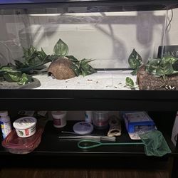 Leopard Gecko Tank 