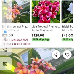 Plumeria Hawaiian Plant Beautiful Colors