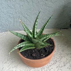 Sansevieria  Sunshine  Plant 