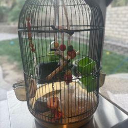 Bird Cage