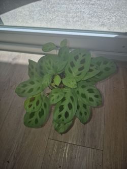 Maranta (Green)