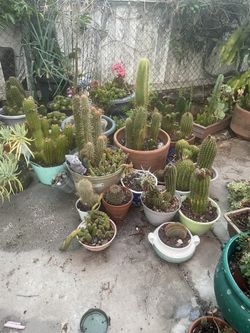 Cactus for sale
