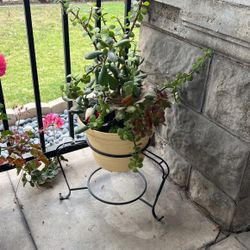 Succulents Planter With Plants