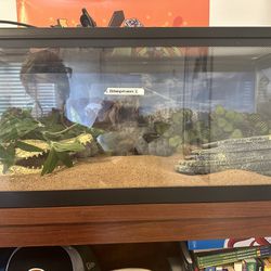 Reptile Habitat Set Up