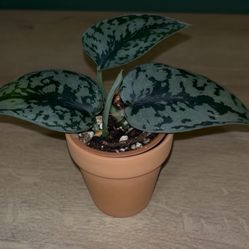 Scindapsus Silver Lady— 2” Pot