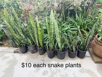 $10 Each Snake Plants Indoor Or Outdoor 