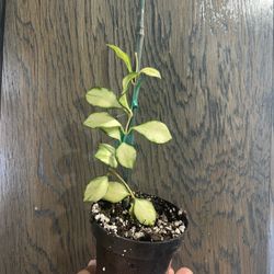 3” hoya heusckeliana variegated