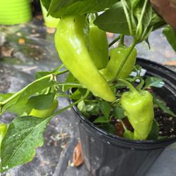 Cuballene Sweet Peppers Plant 