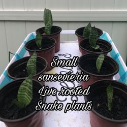 Snake plants pair small