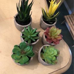 New Succulent  Sets In Boxes