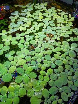 Mini Water Lettuce Live Aquatic Plant